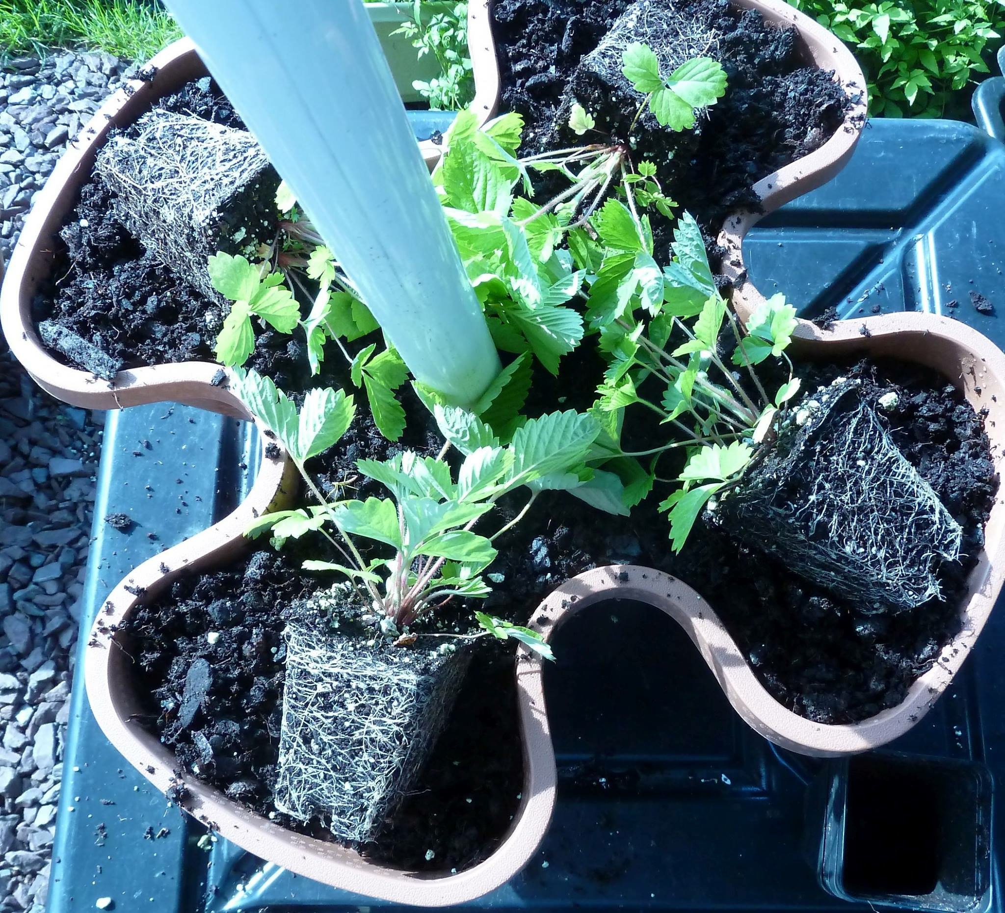 Planting Alpine Strawberries In Stackable Planters